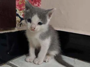 Gato raça  idade Abaixo de 2 meses nome Sem nome