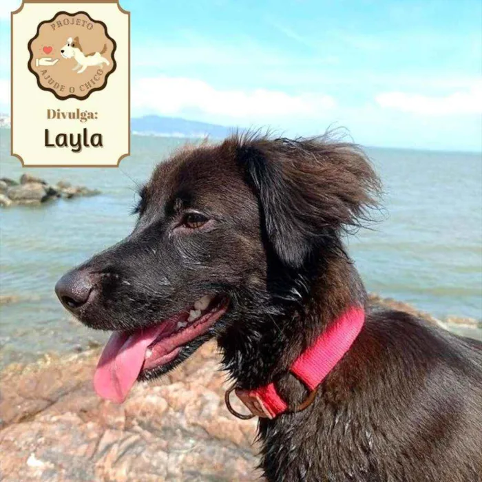 Cachorro ra a SRD idade 1 ano nome Layla