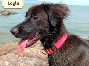 Cachorro raça SRD idade 1 ano nome Layla