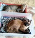 Faisca & Dengoso