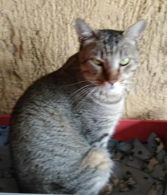 Gato ra a srd idade 1 ano nome Faisca & Dengoso