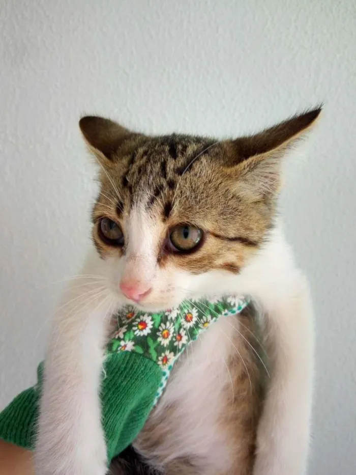 Gato ra a SRD-ViraLata idade 2 a 6 meses nome Bolota