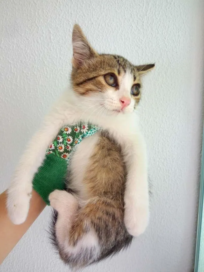 Gato ra a SRD-ViraLata idade 2 a 6 meses nome Bolota