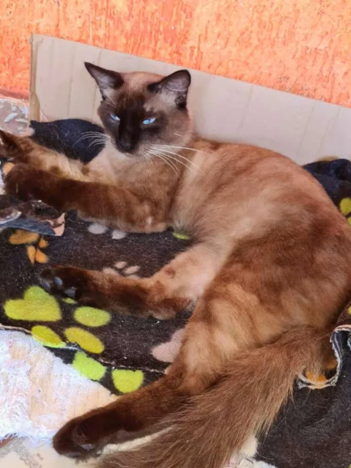 Gato ra a srd idade 1 ano nome Faisca & Dengoso