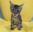 Dalila