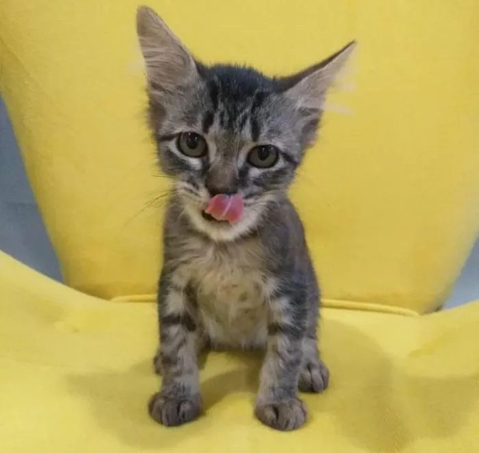 Gato ra a SRD-ViraLata idade Abaixo de 2 meses nome Dalila