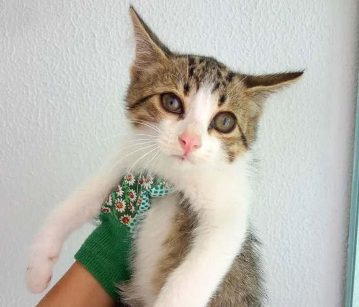 Gato ra a SRD-ViraLata idade 2 a 6 meses nome Bolota