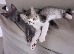Gato raça srd idade 2 a 6 meses nome Eduarda e Beatriz