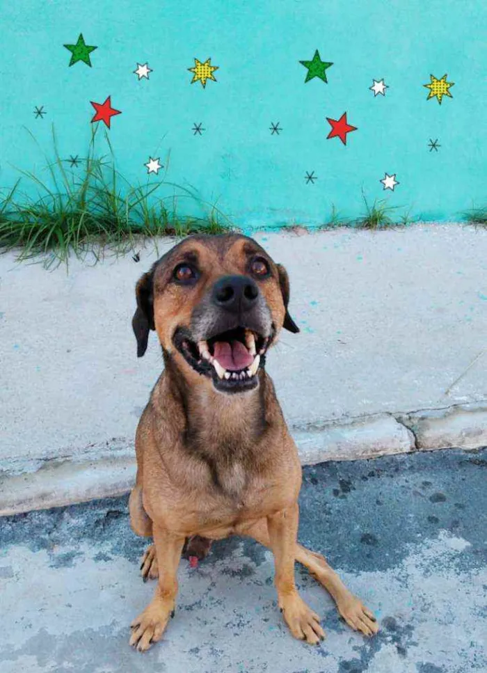 Cachorro ra a SRD idade 6 ou mais anos nome CACHORRO CASTRADO