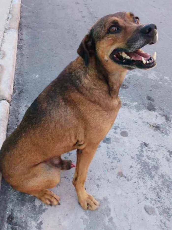 Cachorro ra a SRD idade 6 ou mais anos nome CACHORRO CASTRADO