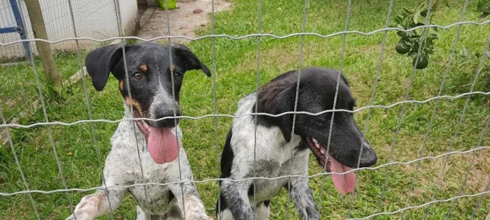 Cachorro raça mix idade 7 a 11 meses nome Rubens