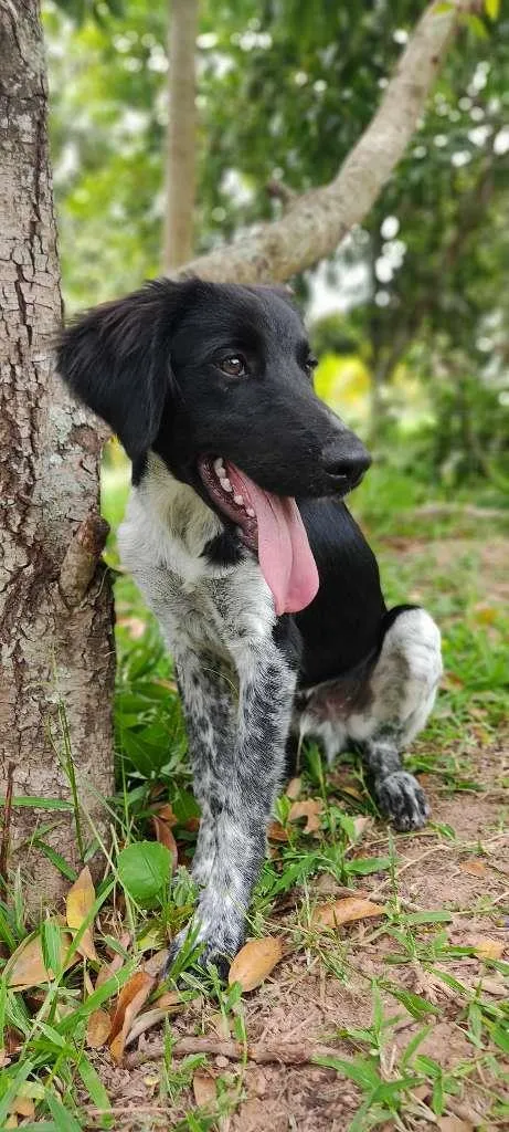 Cachorro raça mix idade 7 a 11 meses nome Rubens