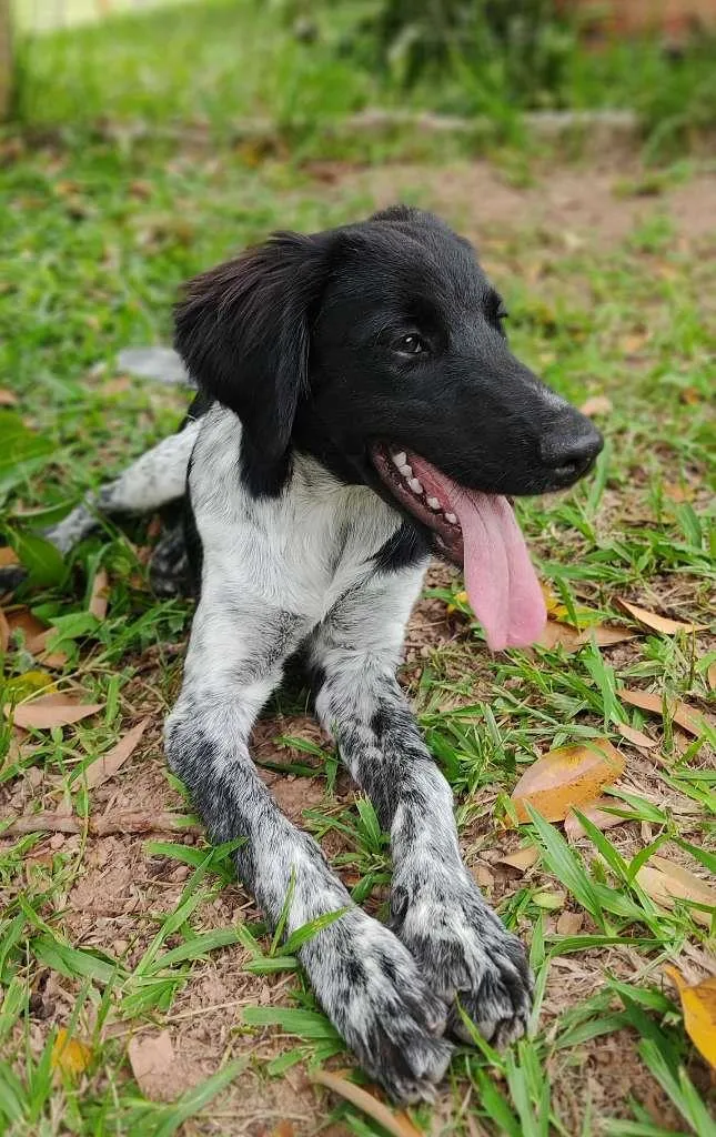 Cachorro raça mix idade 7 a 11 meses nome Rubens