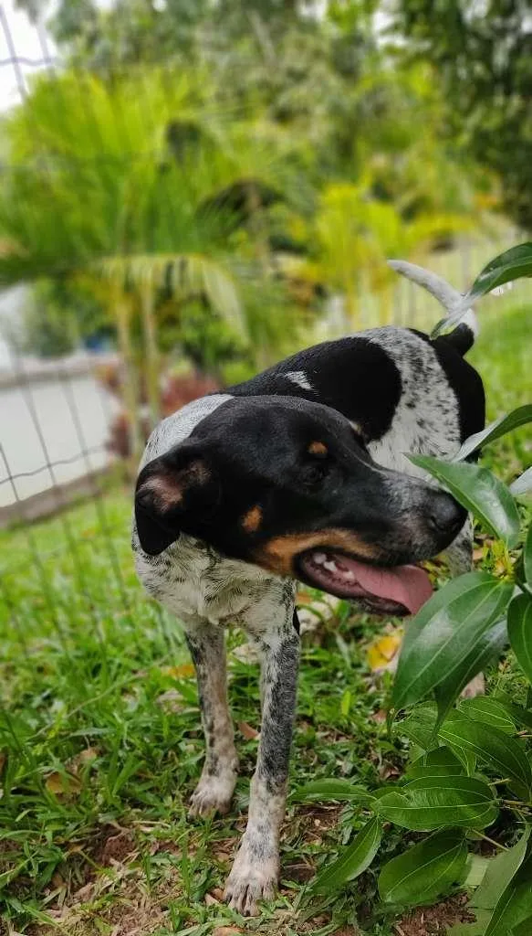 Cachorro raça Mix idade 7 a 11 meses nome Everton