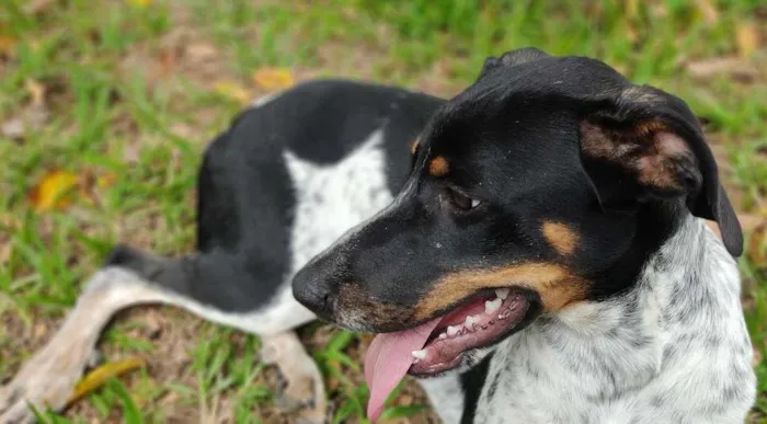 Cachorro raça Mix idade 7 a 11 meses nome Everton