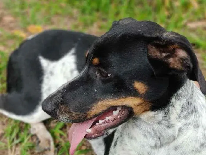 Cachorro raça Mix idade 7 a 11 meses nome Everton