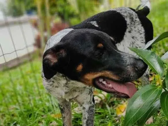 Cachorro raça Mix idade 7 a 11 meses nome Everton