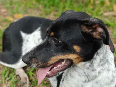 Cachorro raça Mix idade 7 a 11 meses nome Everton