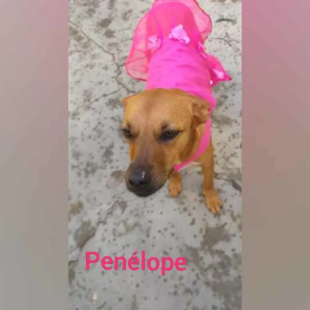 Penélope 