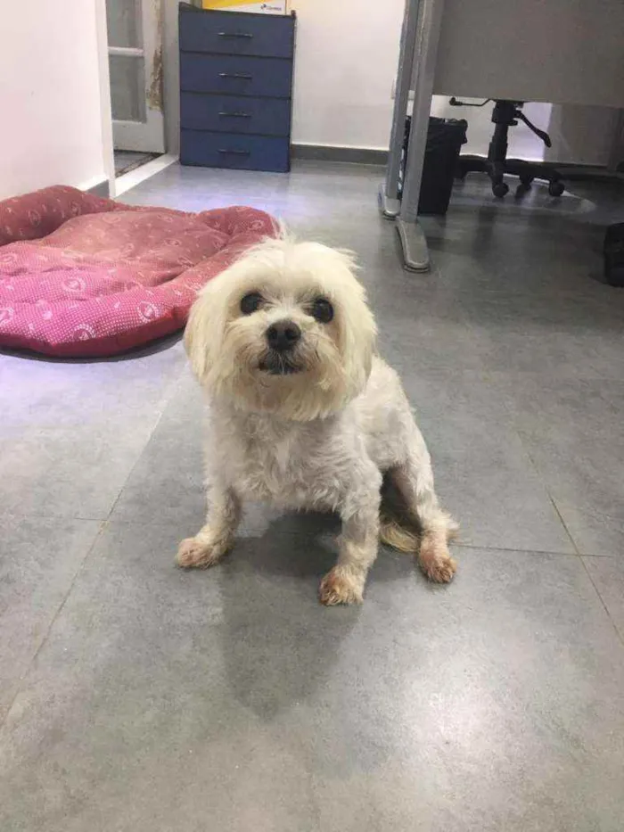 Cachorro raça  idade 5 anos nome Alfredo