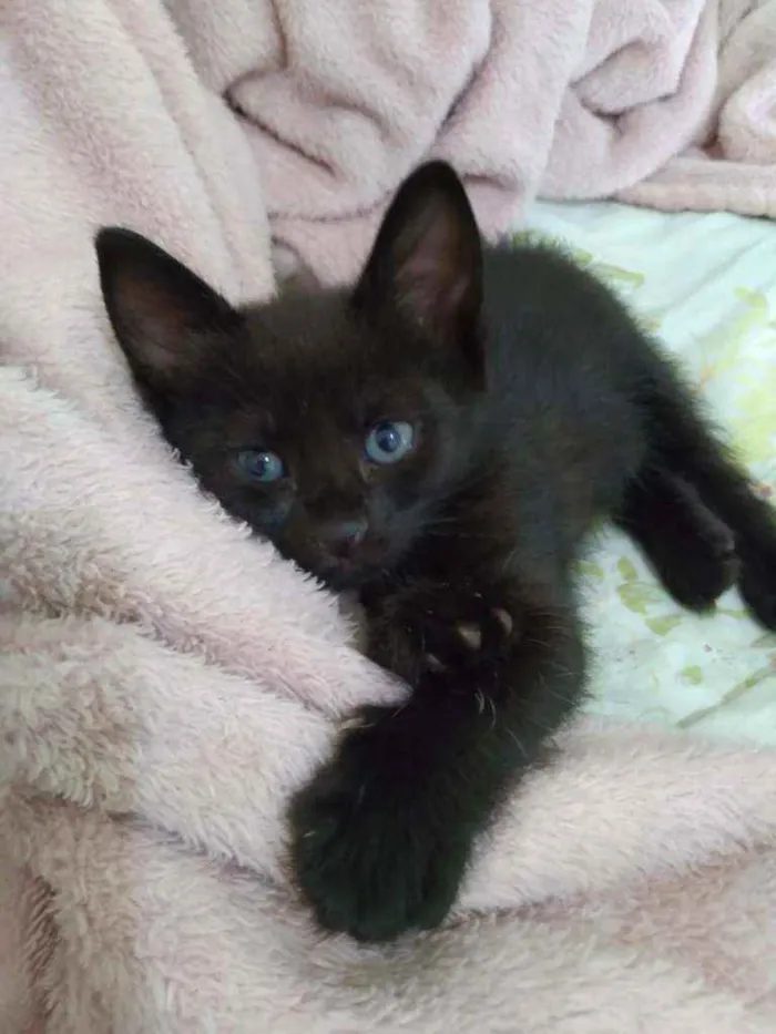 Gato raça  idade Abaixo de 2 meses nome Luna 