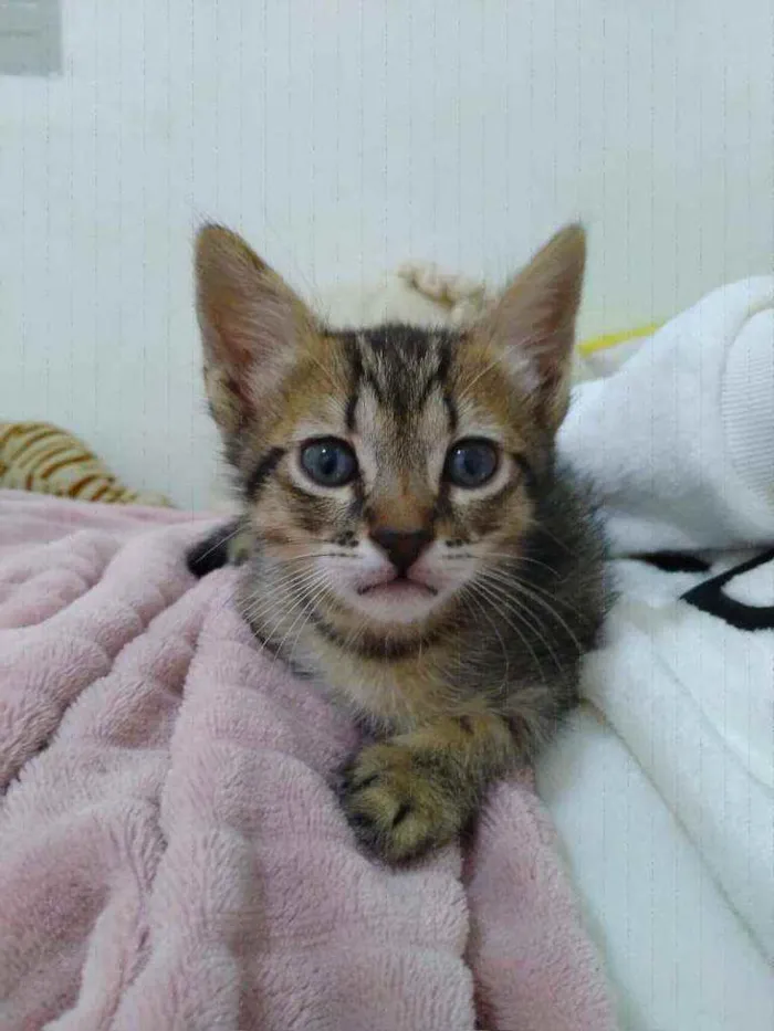 Gato raça  idade Abaixo de 2 meses nome Tina 