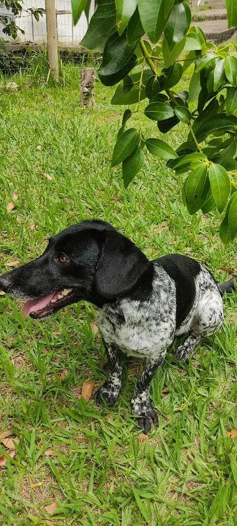 Cachorro raça mix idade 2 anos nome Lassie