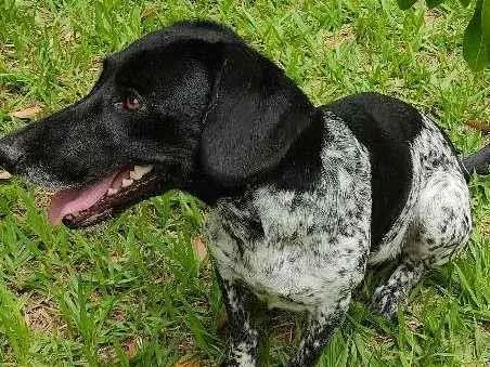 Cachorro raça mix idade 2 anos nome Lassie