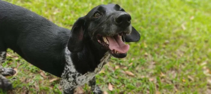 Cachorro raça mix idade 2 anos nome Lassie