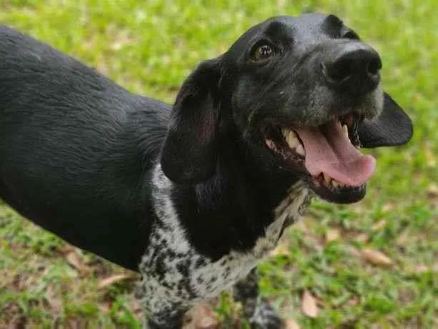 Cachorro raça mix idade 2 anos nome Lassie