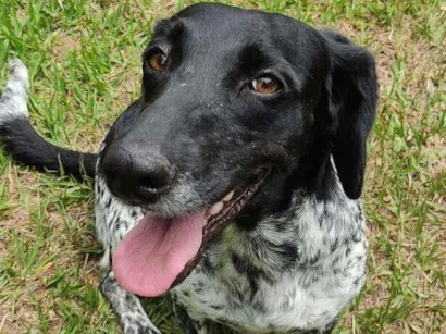 Cachorro raça mix idade 2 anos nome Lassie