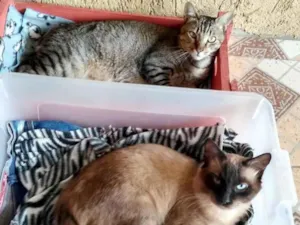 Gato raça srd idade 1 ano nome Faisca & Dengoso