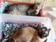 Faisca & Dengoso