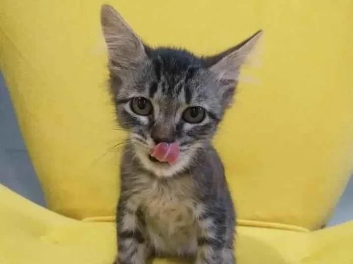 Gato ra a SRD-ViraLata idade Abaixo de 2 meses nome Dalila
