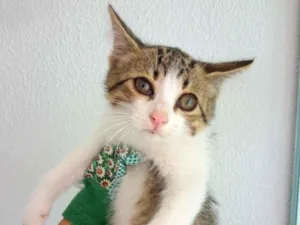 Gato raça SRD-ViraLata idade 2 a 6 meses nome Bolota