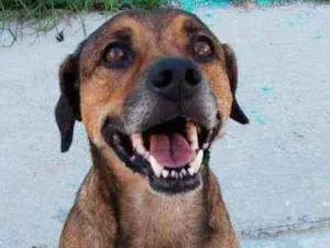 Cachorro raça SRD idade 6 ou mais anos nome CACHORRO CASTRADO