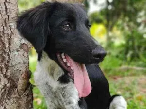 Cachorro raça mix idade 7 a 11 meses nome Rubens