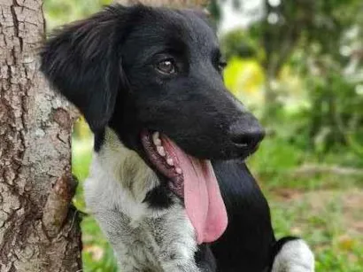 Cachorro raça mix idade 7 a 11 meses nome Rubens