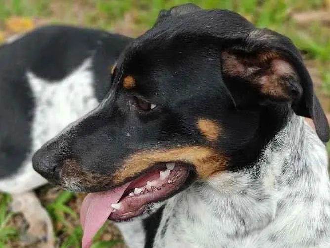 Cachorro raça Mix idade 7 a 11 meses nome Everton