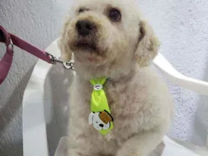 Cachorro raça Podle  idade 6 ou mais anos nome Bartolomeu 