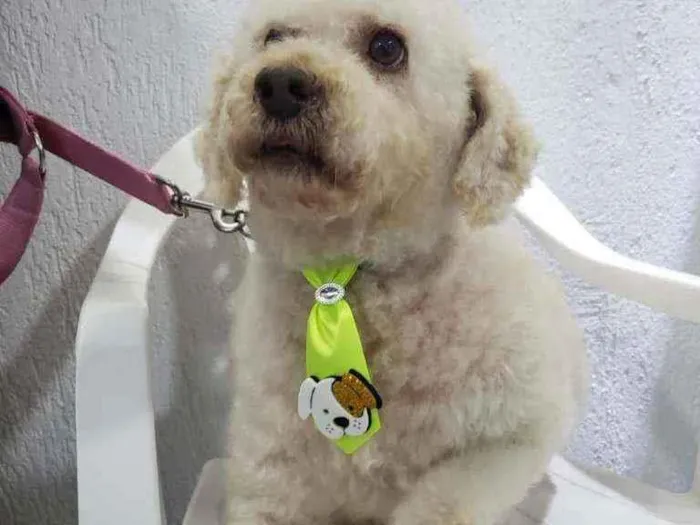 Cachorro raça Podle  idade 6 ou mais anos nome Bartolomeu 