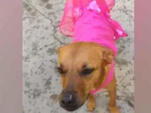 Cachorro raça  idade 3 anos nome Penélope 