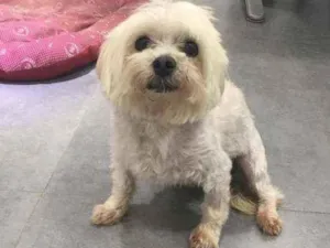 Cachorro raça  idade 5 anos nome Alfredo