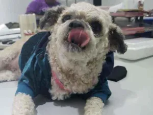 Cachorro raça  idade 5 anos nome Pedrita