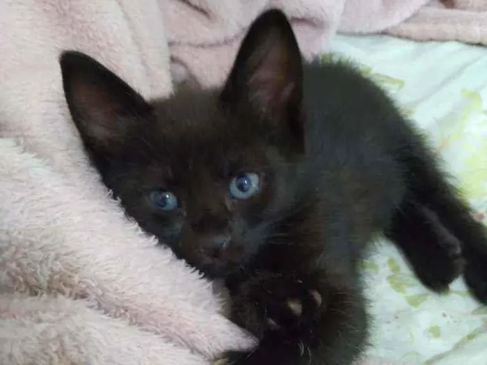 Gato raça  idade Abaixo de 2 meses nome Luna 