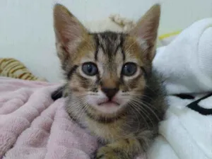 Gato raça  idade Abaixo de 2 meses nome Tina 