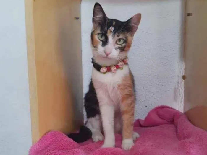 Gato raça Srd idade 2 a 6 meses nome Mel 