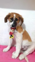 Cachorro raça Srd idade 2 a 6 meses nome Lua