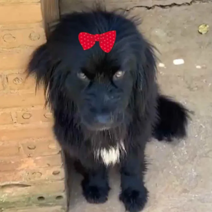Cachorro ra a Terra nova  idade 1 ano nome Amora 
