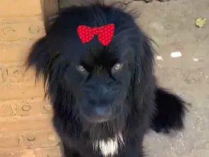 Cachorro raça Terra nova  idade 1 ano nome Amora 
